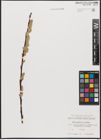 Foto von Salix aurita L. x Salix repens L.
